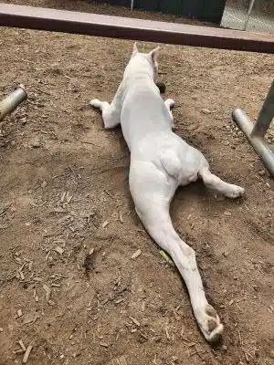 Royal Crest Drive Dog Park