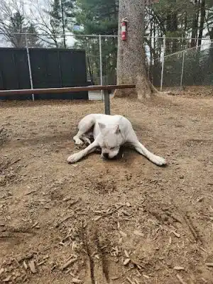 Royal Crest Drive Dog Park