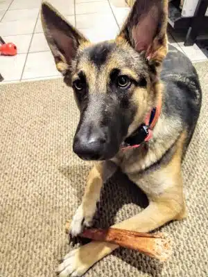 Brown County Humane Society