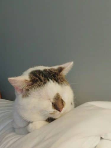 Brown County Humane Society