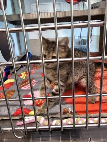 Brown County Humane Society