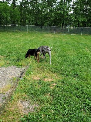 Brown County Humane Society