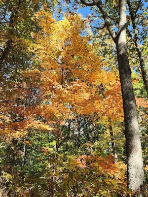Brown County State Park Nature Center