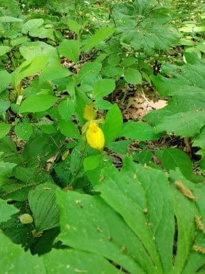 Hitz-Rhodehamel Nature Preserve