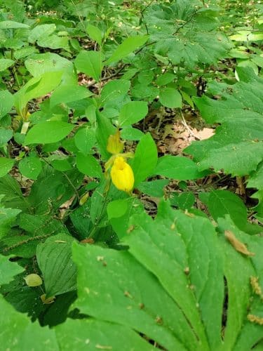 Hitz-Rhodehamel Nature Preserve