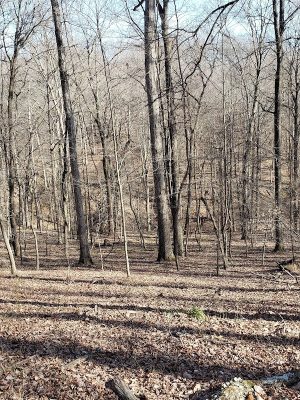 Laura Hare Nature Preserve at Downey Hill