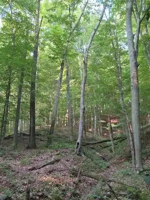 Laura Hare Nature Preserve at Downey Hill