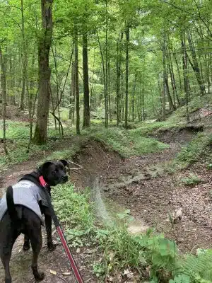 Laura Hare Nature Preserve at Downey Hill