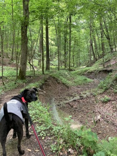 Laura Hare Nature Preserve at Downey Hill