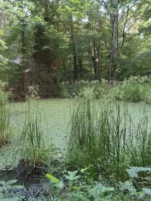 Laura Hare Nature Preserve at Downey Hill