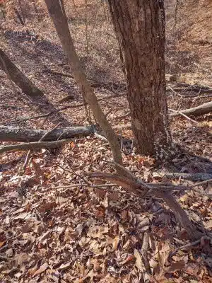 Laura Hare Nature Preserve at Downey Hill