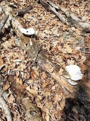 Nebo Ridge Trailhead