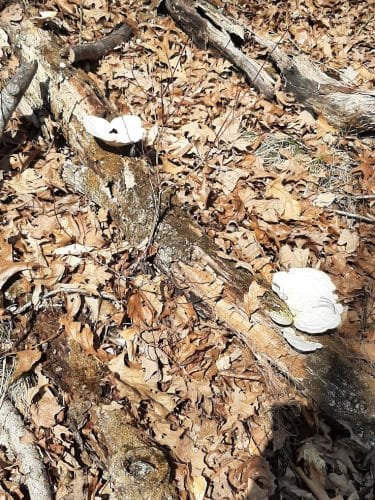 Nebo Ridge Trailhead