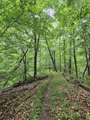 Nebo Ridge Trailhead