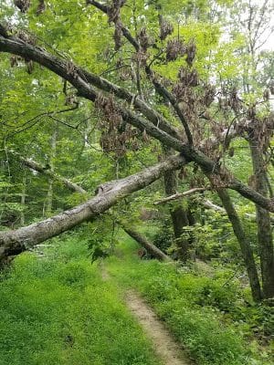 Nebo Ridge Trailhead