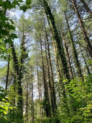 Nebo Ridge Trailhead