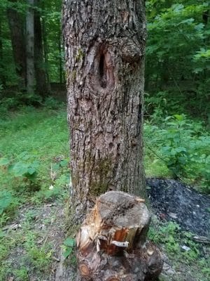 Nebo Ridge Trailhead