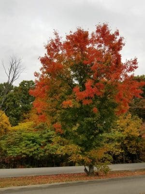 Ogle Hollow Nature Preserve