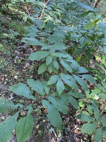Ogle Hollow Nature Preserve
