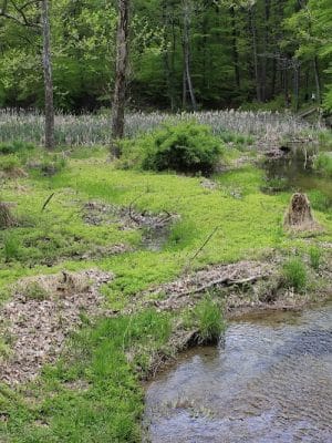 Ogle Lake Trail 7
