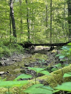 Trail 8, Brown County State Park