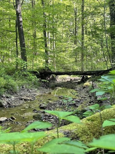 Trail 8, Brown County State Park