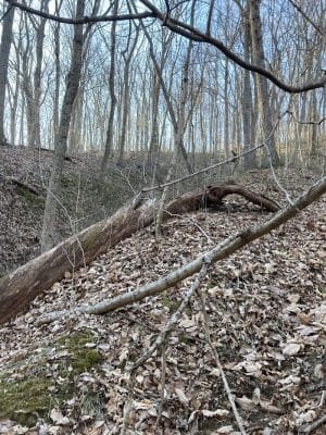 Trail 8, Brown County State Park
