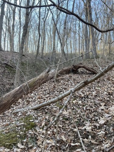 Trail 8, Brown County State Park