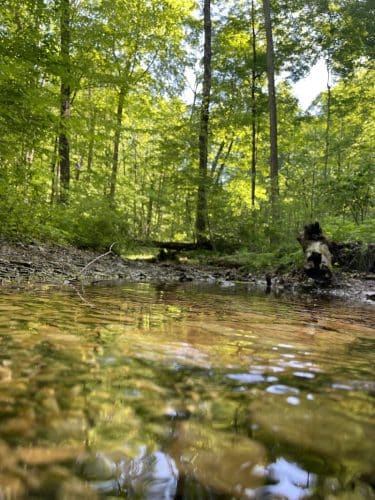 Trail 8, Brown County State Park