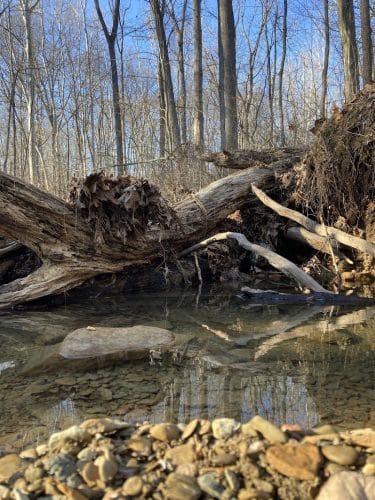 Trail 8, Brown County State Park