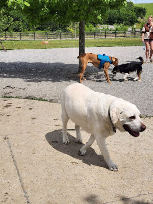 Stones River Dog Park