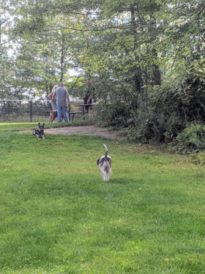 Andrew Mountain Park - Naugatuck Dog Park & Disk Golf Course