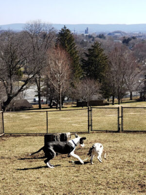 Nazareth Dog Park