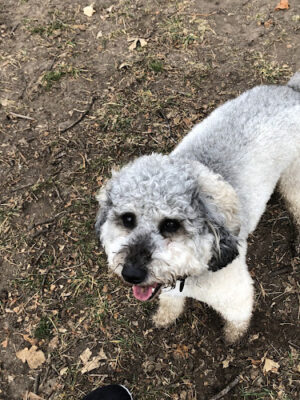 Wildwood Dog Park