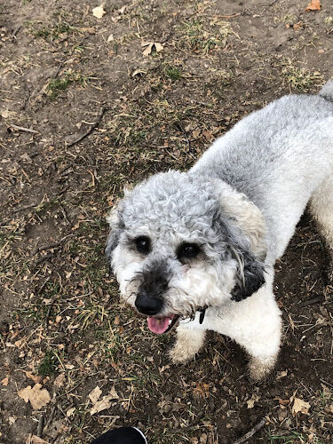 Wildwood Dog Park