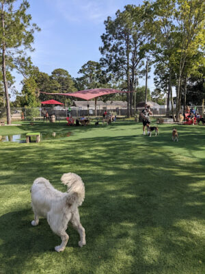 BrewHound Dog Park + Bar