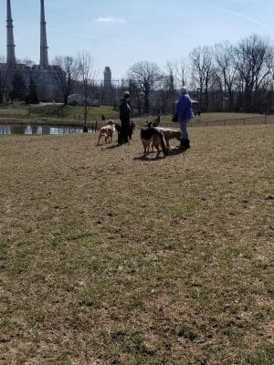New Albany Dog Park