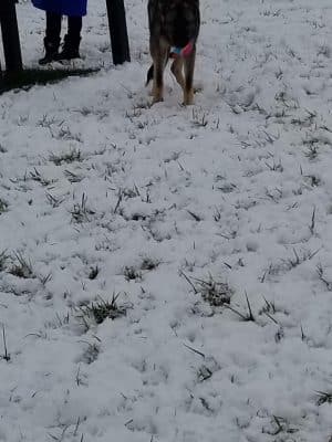 New Albany Dog Park