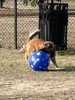 Dog Park at BNA Tennis & Soccer Complex New Albany