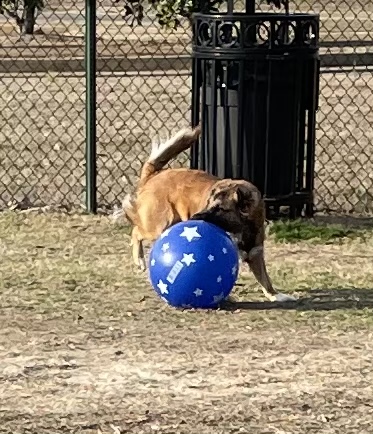Dog Park at BNA Tennis & Soccer Complex New Albany