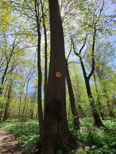 Maynard "Red" Aurand Memorial Park - New Baltimore,