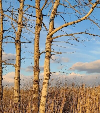 St. John's Marsh Parking Area & boat access - New Baltimore,