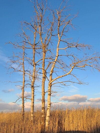 St. John's Marsh Parking Area & boat access - New Baltimore,