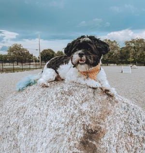 Captain Jack Peterson Dog Park - New Bedford, MA