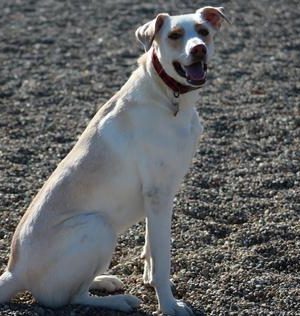 Captain Jack Peterson Dog Park - New Bedford, MA