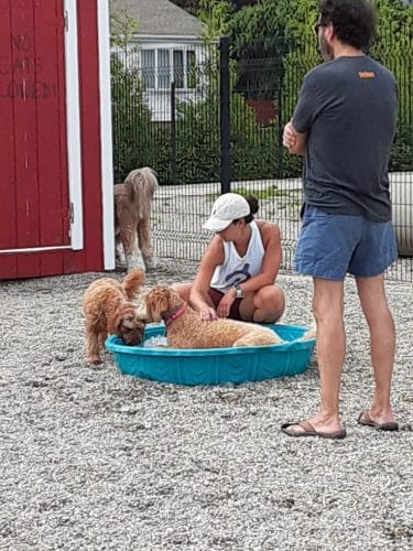 Captain Jack Peterson Dog Park - New Bedford, MA