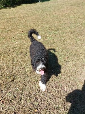 Sari Asher Memorial Dog Park