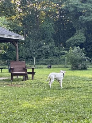 Sari Asher Memorial Dog Park