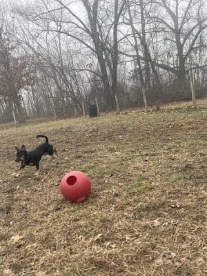 Sari Asher Memorial Dog Park