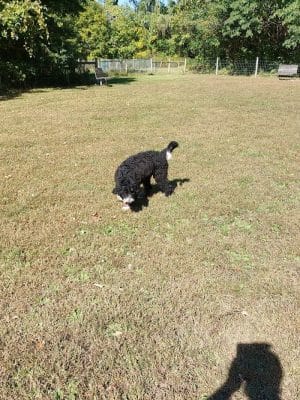Sari Asher Memorial Dog Park
